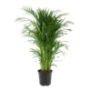 Aréca : H.180 Cm 2 Aréca : H.180 Cm -VIDA Plantes Magasin 695224 001