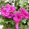 Géranium Lierre Double 'Royal® Blue' Label Rouge : 10 Plants -VIDA Plantes Magasin 697173 005