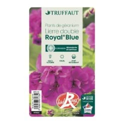 Géranium Lierre Double 'Royal® Blue' Label Rouge : 10 Plants -VIDA Plantes Magasin 697173 008