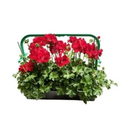 Géranium Lierre Double 'Marcada® Dark Red' Label Rouge : 10 Plants -VIDA Plantes Magasin 697174 004