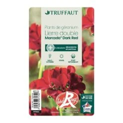 Géranium Lierre Double 'Marcada® Dark Red' Label Rouge : 10 Plants -VIDA Plantes Magasin 697174 006