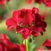 Géranium Lierre Double 'Marcada® Dark Red' Label Rouge : 10 Plants -VIDA Plantes Magasin 697174 1417081