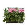 Géranium Lierre Double 'Royal® Light Pink' Label Rouge : 10 Plants -VIDA Plantes Magasin 697175 006