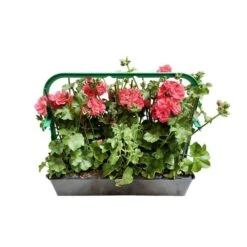 Géranium Lierre Double 'Royal® Salmon' Label Rouge : 10 Plants -VIDA Plantes Magasin 697176 010