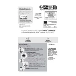 Géranium Lierre Double 'Royal® Salmon' Label Rouge : 10 Plants -VIDA Plantes Magasin 697176 012