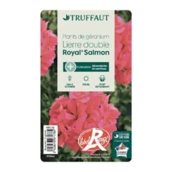 Géranium Lierre Double 'Royal® Salmon' Label Rouge : 10 Plants -VIDA Plantes Magasin 697176 013