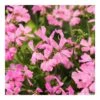 Géranium Lierre Double 'Marcada® Pink' Label Rouge : 10 Plants -VIDA Plantes Magasin 697177 005