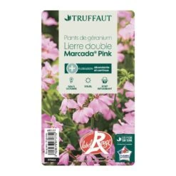 Géranium Lierre Double 'Marcada® Pink' Label Rouge : 10 Plants -VIDA Plantes Magasin 697177 007