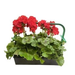 Géranium Zonale 'Sunrise® Fernando' Label Rouge : 10 Plants -VIDA Plantes Magasin 697186 002
