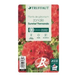 Géranium Zonale 'Sunrise® Fernando' Label Rouge : 10 Plants -VIDA Plantes Magasin 697186 004