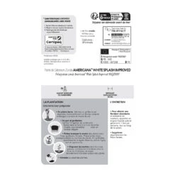 Géranium Zonale Americana® White Splash Improved'Label Rouge:10 Plants -VIDA Plantes Magasin 697188 1761607