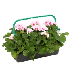 Géranium Zonale Americana® White Splash Improved'Label Rouge:10 Plants -VIDA Plantes Magasin 697188 2080140