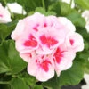 Géranium Zonale Americana® White Splash Improved'Label Rouge:10 Plants -VIDA Plantes Magasin 697188 2091066