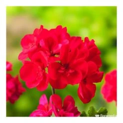 Géranium Zonale 'Tango® Neon Purple' Label Rouge : 10 Plants