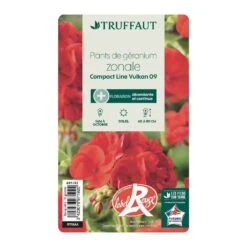 Géranium Zonale 'Compact Line Vulkan 09' Label Rouge : 10 Plants -VIDA Plantes Magasin 697192 004