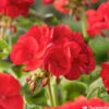 Géranium Zonale 'Compact Line Vulkan 09' Label Rouge : 10 Plants -VIDA Plantes Magasin 697192 1417177