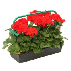 Géranium Zonale 'Compact Line Vulkan 09' Label Rouge : 10 Plants -VIDA Plantes Magasin 697192 2080104