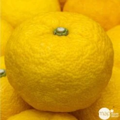 Yuzu AB: Pot 3L, Greffe -VIDA Plantes Magasin 697329 001