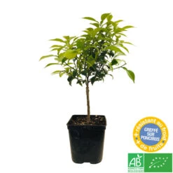 Yuzu AB: Pot 3L, Greffe -VIDA Plantes Magasin 697329 005