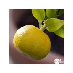 Mandarinier : C3L, Agriculture Biologique -VIDA Plantes Magasin 697332 001
