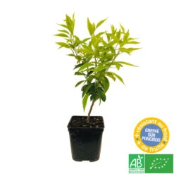 Mandarinier : C3L, Agriculture Biologique -VIDA Plantes Magasin 697332 004