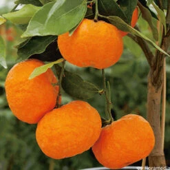 Mandarinier : C3L, Agriculture Biologique -VIDA Plantes Magasin 697332 005