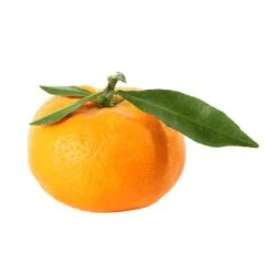 Mandarinier : C3L, Agriculture Biologique -VIDA Plantes Magasin 697332 009