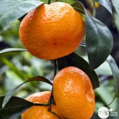 Mandarinier Satmusa : AB, C3L Greffe -VIDA Plantes Magasin 697333 005