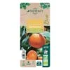 Mandarinier Satmusa : AB, C3L Greffe -VIDA Plantes Magasin 697333 008