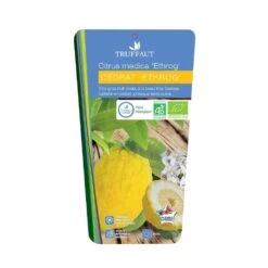 Cedratier 'ethrog' : AB, C3L -VIDA Plantes Magasin 697335 002