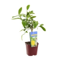 Cedratier 'ethrog' : AB, C3L -VIDA Plantes Magasin 697335 003