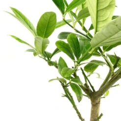 Cedratier 'ethrog' : AB, C3L -VIDA Plantes Magasin 697335 004