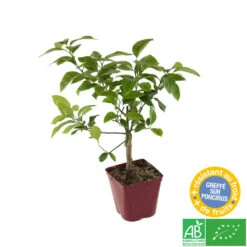 Citronnier X Meyer : AB C3L -VIDA Plantes Magasin 697337 004