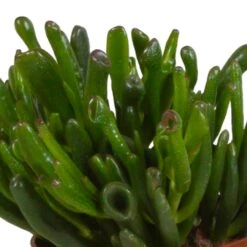 Crassula, Box De 3 Plantes - H15cm, ø10,5cm - Plantes D'intérieur -VIDA Plantes Magasin 6afb084e7f368b74