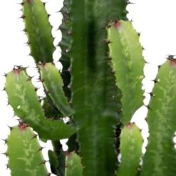 Euphorbia Acrurensis - H80cm, ø24cm - Grande Plante D'intérieur -VIDA Plantes Magasin 6b09bab30d1cdf42