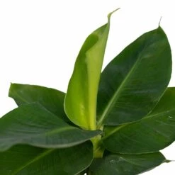 Bananier Nain Oriental - H25cm, ø12cm - Plante D'intérieur 9 Bananier Nain Oriental - H25cm, ø12cm - Plante D'intérieur -VIDA Plantes Magasin 6b837ac7c537c9c3