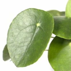 Pilea Peperomiodes - H20cm, ø12cm - Plante D'intérieur -VIDA Plantes Magasin 6caa72f447548b19