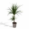 Dracaena Marginata - H70cm, ø17cm - Grande Plante D'intérieur -VIDA Plantes Magasin 6f281ee0552b6956