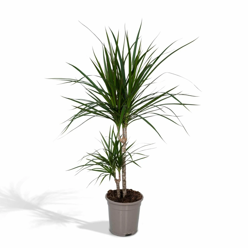 Dracaena Marginata - H70cm, ø17cm - Grande Plante D'intérieur 3 Dracaena Marginata - H70cm, ø17cm - Grande Plante D'intérieur