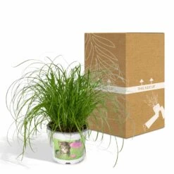 Herbe à Chat - H20cm, ø12cm - Plante D'intérieur -VIDA Plantes Magasin 6f32ed9d24c25498