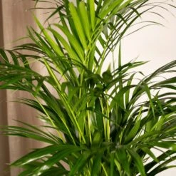 Palmier Areca - H85cm, ø19cm - Grande Plante D'intérieur -VIDA Plantes Magasin 6f56f8db5800361c