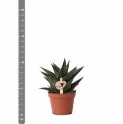 Haworthia Limifolia - ø6cm - H11cm, ø6cm - Plante D'intérieur -VIDA Plantes Magasin 6f5c034fd84b61ae