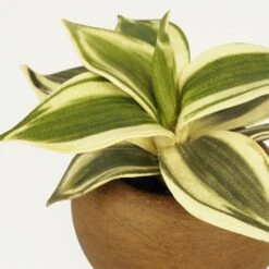 Plante Verte Artificielle Pot Effet Bois 14cm -VIDA Plantes Magasin 70dafe3be5665a69