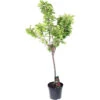 Cerisier Bigarreau Van : Gobelet 3 Ans D'âge Ctr 12 Litres -VIDA Plantes Magasin 71295 002