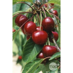 Cerisier Bigarreau Van : Gobelet 3 Ans D'âge Ctr 12 Litres -VIDA Plantes Magasin 71295 003