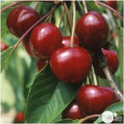 Cerisier Bigarreau Van : Demi Tige 2 Ans D'âge Ctr 15 Litres -VIDA Plantes Magasin 71296 004