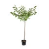 Cerisier Bigarreau Van : Demi Tige 2 Ans D'âge Ctr 15 Litres -VIDA Plantes Magasin 71296 1761970