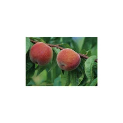 Pêcher à Chair Jaune JH Hale : Demi Tige 6/8 Cm 2 Ans D'âge Ctr 12L -VIDA Plantes Magasin 71318 001