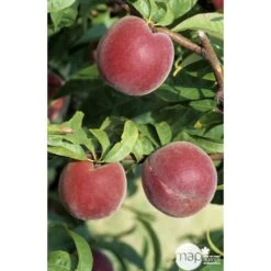 Pêcher à Chair Jaune JH Hale : Demi Tige 6/8 Cm 2 Ans D'âge Ctr 12L -VIDA Plantes Magasin 71318 002