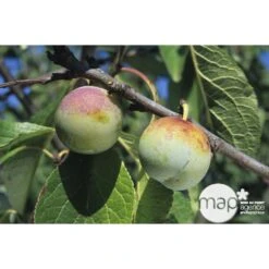 Prunier Reine Claude De Bavay : ½ Tige, 4-5 Ans, H 170-180 Cm -VIDA Plantes Magasin 71365 002